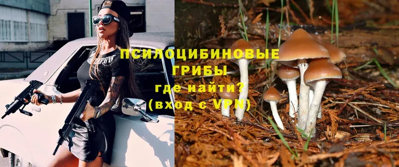 Псилоцибиновые грибы Psilocybe  Зарайск 